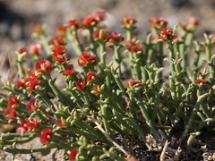 Anabasis brevifolia