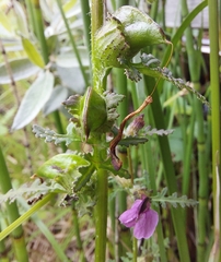 Pedicularis palustris
