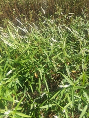 Persicaria hydropiperoides