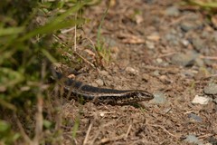 Oligosoma kokowai
