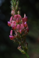 Onobrychis saxatilis