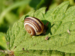 Caucasotachea vindobonensis