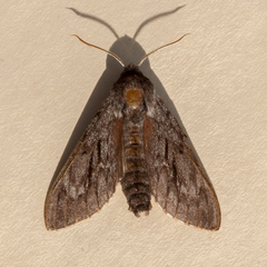 Lapara bombycoides