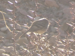 Anairetes flavirostris