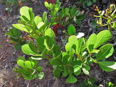Searsia laevigata laevigata