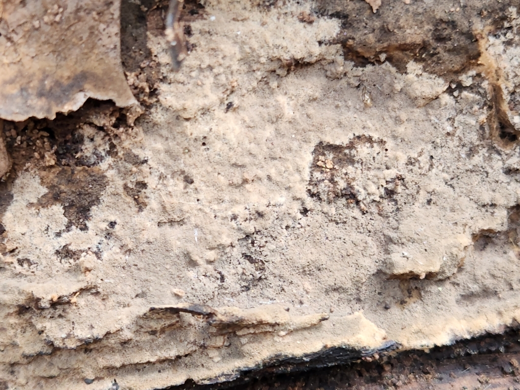Rhynchogastremaceae