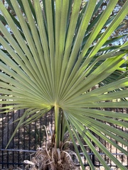 Trachycarpus