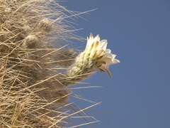 Trichocereus atacamensis
