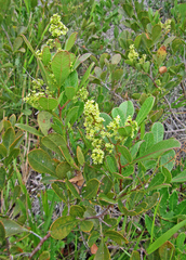 Searsia laevigata laevigata