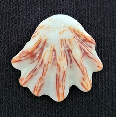 Plicatula gibbosa