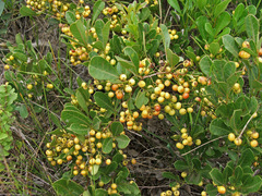 Searsia laevigata laevigata