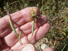Moraea viscaria