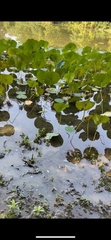 Hydrocotyle ranunculoides