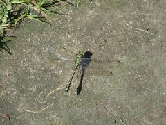 Ophiogomphus cecilia