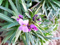 Erysimum scoparium