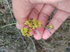 Aceria chondrillae