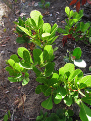 Searsia laevigata laevigata