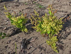 Searsia laevigata laevigata