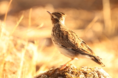 Lullula arborea