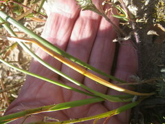 Moraea viscaria