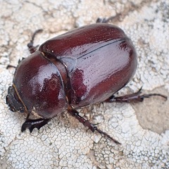 Phyllognathus excavatus