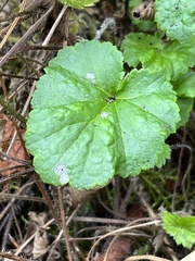 Heuchera chlorantha