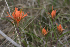 Castilleja lindheimeri