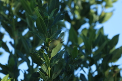 Phylloscopus collybita