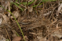 Oligosoma kokowai