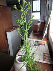 Senecio chrysocoma