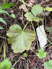 Heuchera chlorantha