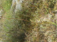 Moraea viscaria