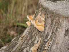 Trametes trogii