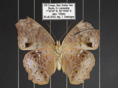 Lachnoptera anticlia