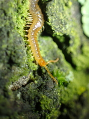 Geophilus carpophagus
