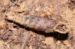 Alinda biplicata