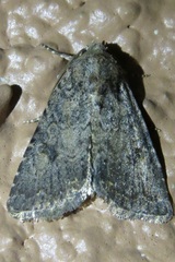 Protorthodes alfkenii