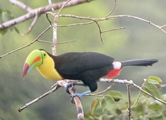 Ramphastos sulfuratus