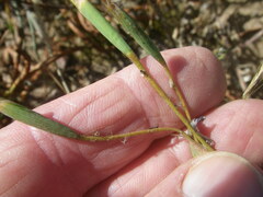Moraea viscaria