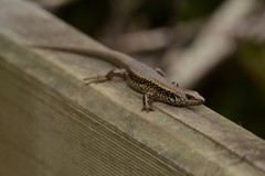 Oligosoma kokowai