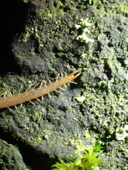 Geophilus carpophagus