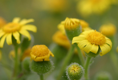 Senecio glutinosus
