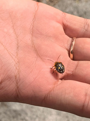 Chinavia marginata