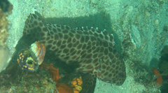 Epinephelus quoyanus