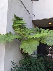 Cyatheaceae