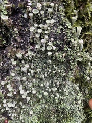 Cladonia pyxidata