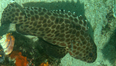 Epinephelus quoyanus