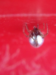 Argyrodes antipodianus