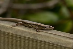 Oligosoma kokowai