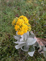 Senecio lanceus